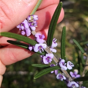 Hovea asperifolia subsp. asperifolia at Cotter River, ACT - 2 Oct 2024