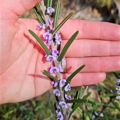 Hovea asperifolia subsp. asperifolia at Cotter River, ACT - 2 Oct 2024 11:52 AM