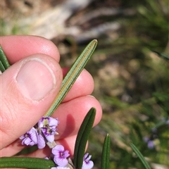 Hovea asperifolia subsp. asperifolia at Cotter River, ACT - 2 Oct 2024 11:52 AM