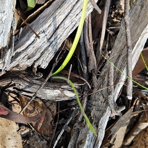 Caladenia sp. at Cotter River, ACT - suppressed