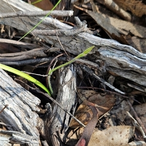 Caladenia sp. at Cotter River, ACT - 2 Oct 2024