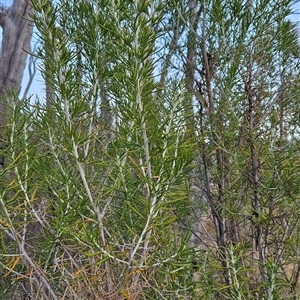 Ozothamnus rosmarinifolius at Cotter River, ACT - 1 Oct 2024 05:49 PM