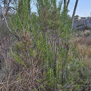 Ozothamnus rosmarinifolius at Cotter River, ACT - 1 Oct 2024