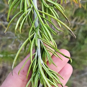 Ozothamnus rosmarinifolius at Cotter River, ACT - 1 Oct 2024 05:49 PM