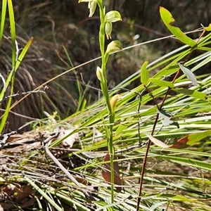 Bunochilus montanus (ACT) = Pterostylis jonesii (NSW) at Cotter River, ACT - suppressed