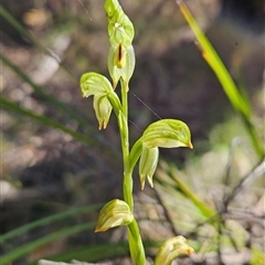 Bunochilus montanus (ACT) = Pterostylis jonesii (NSW) at Cotter River, ACT - 2 Oct 2024