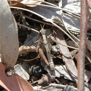 Cryptobothrus chrysophorus at Higgins, ACT - 29 Sep 2024