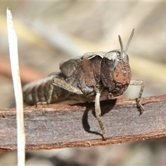 Cryptobothrus chrysophorus at Higgins, ACT - 29 Sep 2024 02:30 PM