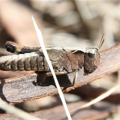 Cryptobothrus chrysophorus at Higgins, ACT - 29 Sep 2024 02:30 PM