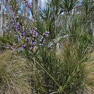 Hakea lissosperma at Cotter River, ACT - 2 Oct 2024