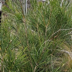 Hakea lissosperma at Cotter River, ACT - 2 Oct 2024