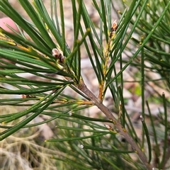 Hakea lissosperma at Cotter River, ACT - 2 Oct 2024 10:35 AM