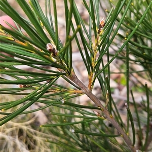 Hakea lissosperma at Cotter River, ACT - 2 Oct 2024