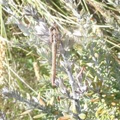 Diplacodes bipunctata (Wandering Percher) at Belconnen, ACT - 2 Oct 2024 by JohnGiacon