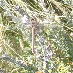 Diplacodes bipunctata at Belconnen, ACT - 2 Oct 2024