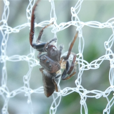 Opisthoncus sp. (genus) (Opisthoncus jumping spider) at Belconnen, ACT - 2 Oct 2024 by JohnGiacon