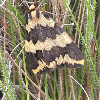 Termessa xanthomelas (A moth) at Windellama, NSW - 2 Oct 2024 by JaneR