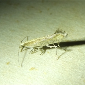 Plutella xylostella at Belconnen, ACT - 2 Oct 2024