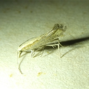 Plutella xylostella at Belconnen, ACT - 2 Oct 2024