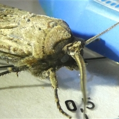 Agrotis infusa at Belconnen, ACT - 2 Oct 2024