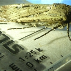 Agrotis infusa at Belconnen, ACT - 2 Oct 2024