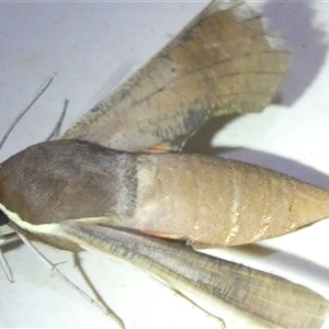 Hippotion scrofa at Belconnen, ACT - 2 Oct 2024