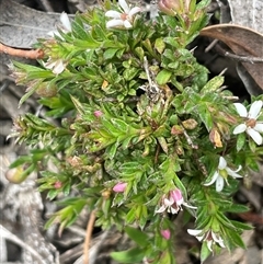 Rhytidosporum procumbens at Windellama, NSW - 2 Oct 2024