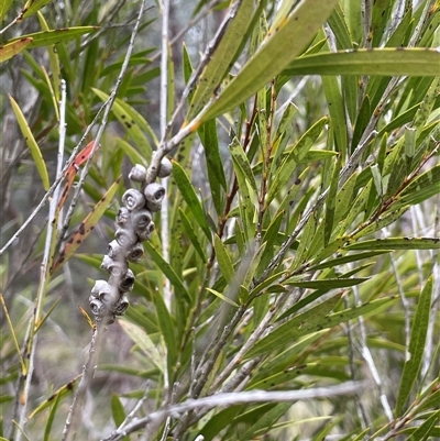 Callistemon sieberi (River Bottlebrush) at Windellama, NSW - 2 Oct 2024 by JaneR