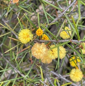 Acacia brownii at Windellama, NSW - 2 Oct 2024