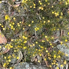 Acacia brownii at Windellama, NSW - 2 Oct 2024