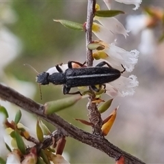 Eleale sp. (genus) at Bungendore, NSW - 29 Sep 2024 by clarehoneydove