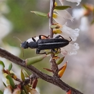 Eleale sp. (genus) at Bungendore, NSW - suppressed