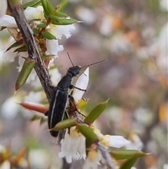 Eleale sp. (genus) at Bungendore, NSW - suppressed