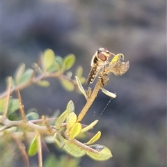 Syrphini sp. (tribe) (Unidentified syrphine hover fly) at Bungendore, NSW - 15 Sep 2024 by clarehoneydove