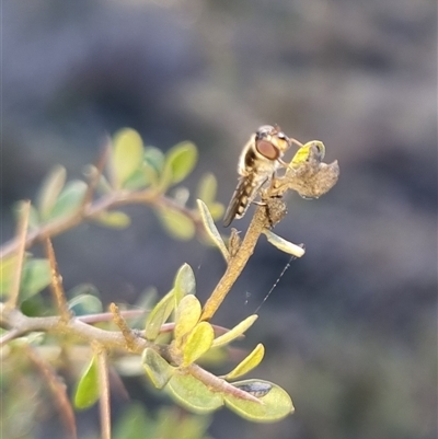Syrphini (tribe) (Unidentified syrphine hover fly) at Bungendore, NSW - 15 Sep 2024 by clarehoneydove