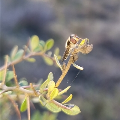 Syrphini sp. (tribe) (Unidentified syrphine hover fly) at Bungendore, NSW - 15 Sep 2024 by clarehoneydove