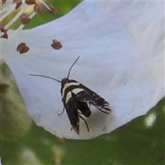 Glyphipterix meteora (A Sedge Moth) at Kambah, ACT - 23 Oct 2022 by HelenCross