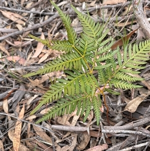 Pteridium esculentum at Windellama, NSW - 2 Oct 2024