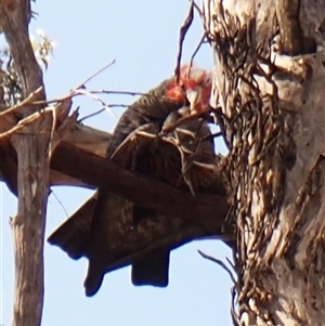 Callocephalon fimbriatum (identifiable birds) at Cook, ACT - 2 Oct 2024