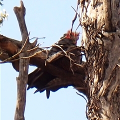 Callocephalon fimbriatum (identifiable birds) at Cook, ACT - 2 Oct 2024