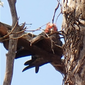 Callocephalon fimbriatum (identifiable birds) at Cook, ACT - 2 Oct 2024