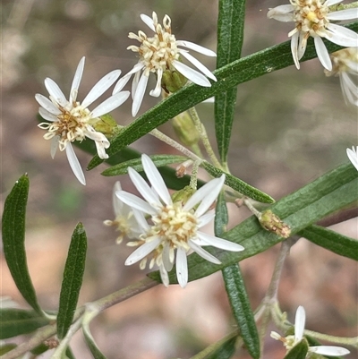 Olearia viscidula (Wallaby Weed) at Windellama, NSW - 2 Oct 2024 by JaneR