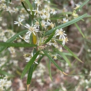 Olearia viscidula at Windellama, NSW - 2 Oct 2024