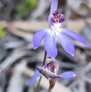 Cyanicula caerulea at Bungendore, NSW - suppressed