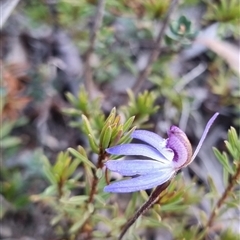 Cyanicula caerulea at Bungendore, NSW - suppressed