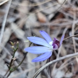 Cyanicula caerulea at Bungendore, NSW - suppressed