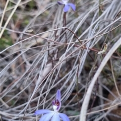 Cyanicula caerulea at Bungendore, NSW - suppressed