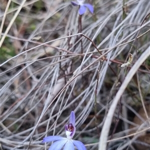 Cyanicula caerulea at Bungendore, NSW - suppressed