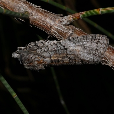 Culama australis (A Wood moth (Cossidae)) at Freshwater Creek, VIC - 15 Feb 2021 by WendyEM