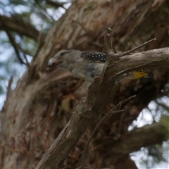 Pardalotus punctatus (Spotted Pardalote) at Freshwater Creek, VIC - 16 Feb 2021 by WendyEM